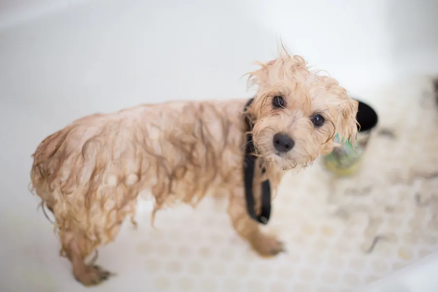 A wet puppy in the bath