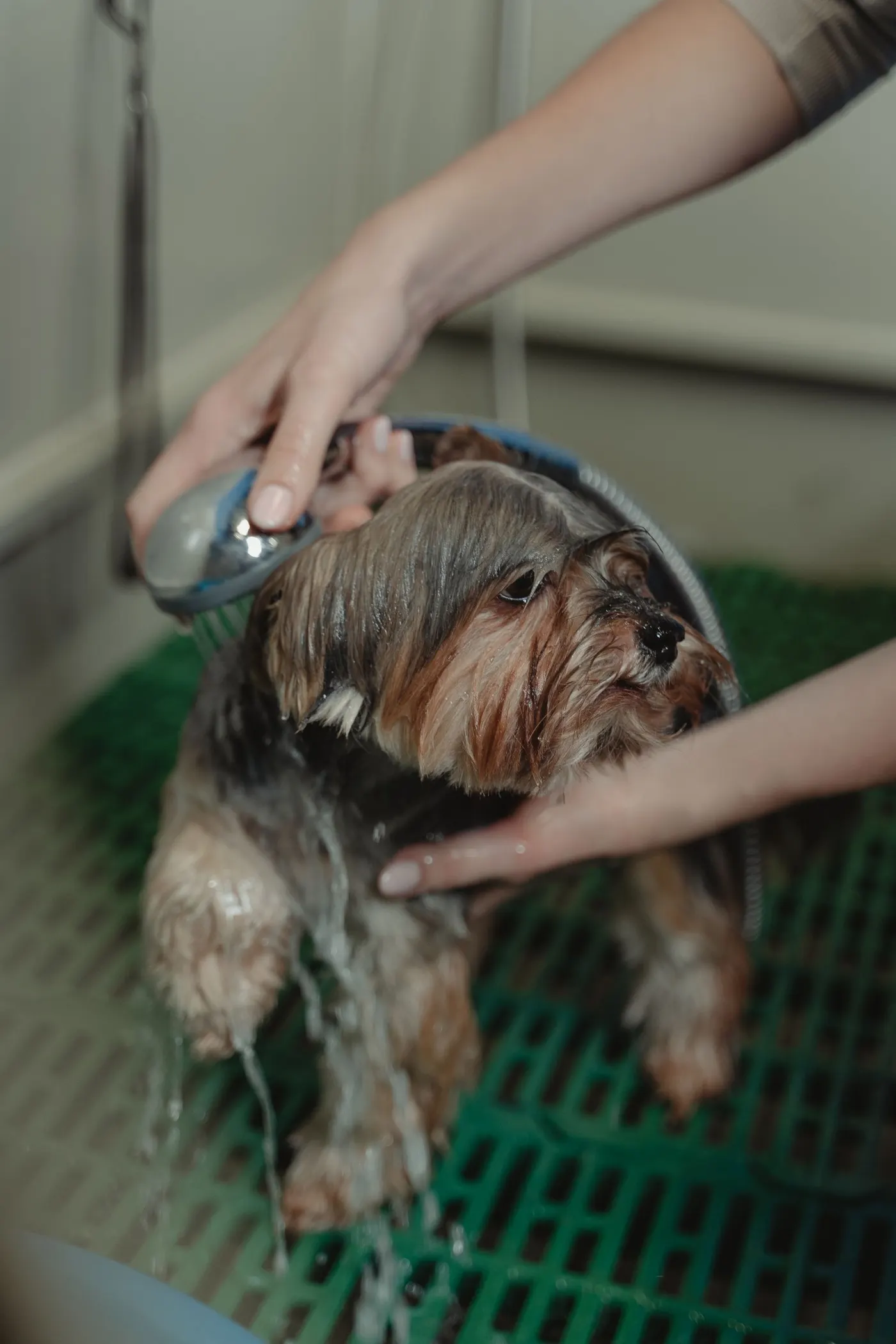 A Yorkshire terrier being showered at a grooming salon