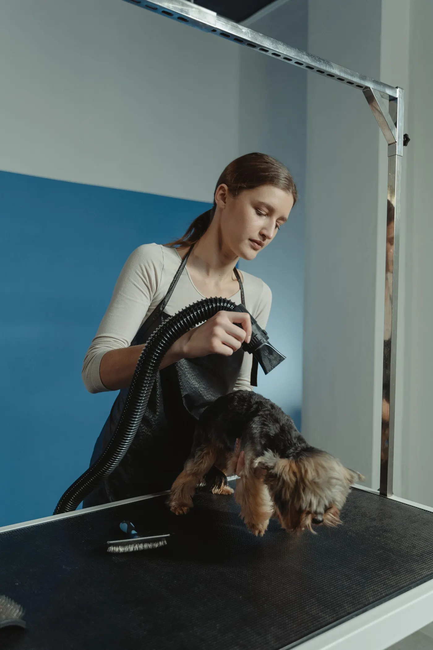 A groomer blow-drying a small dog