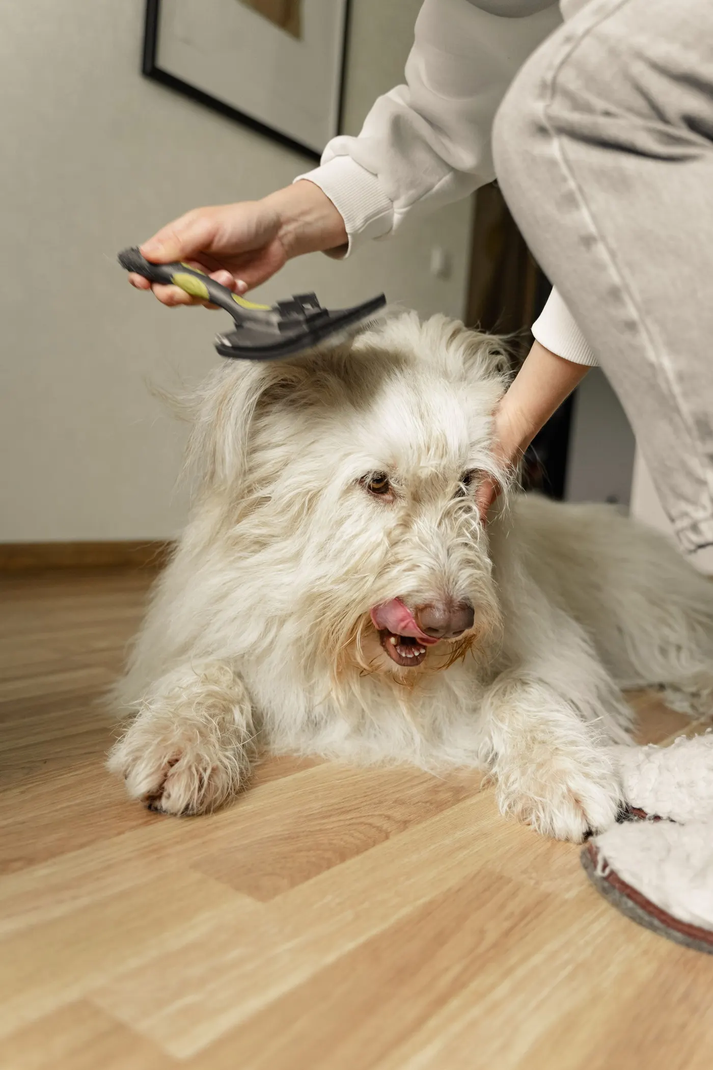 A fluffy white dog being gently brushed