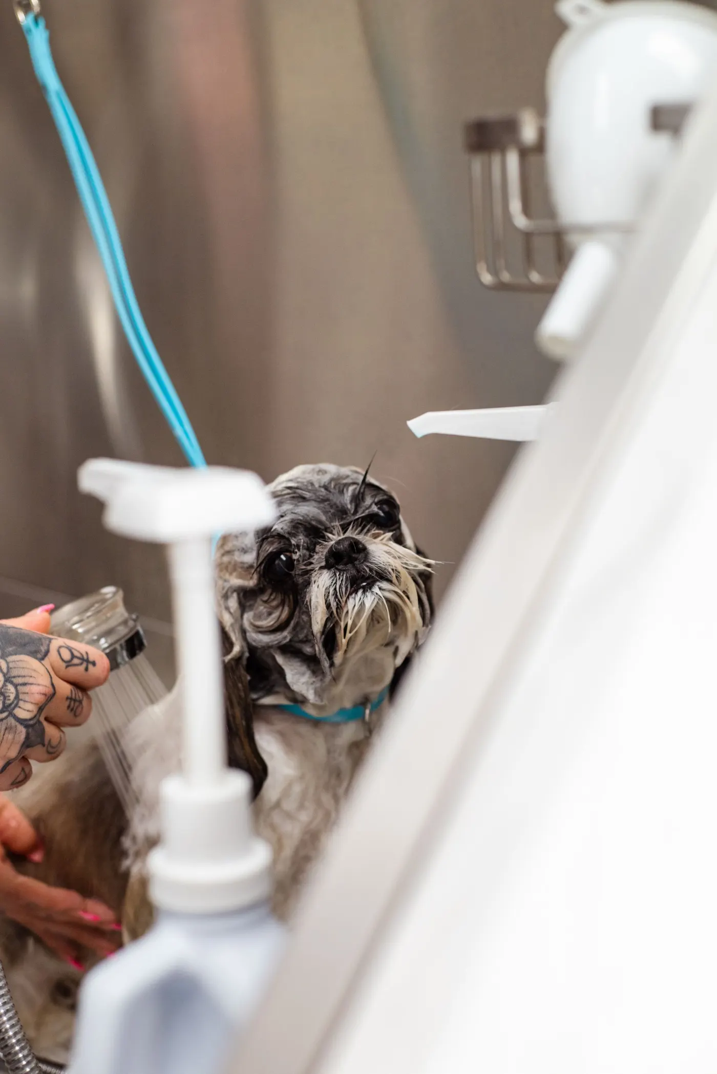 A groomer bathing a small dog at the salon
