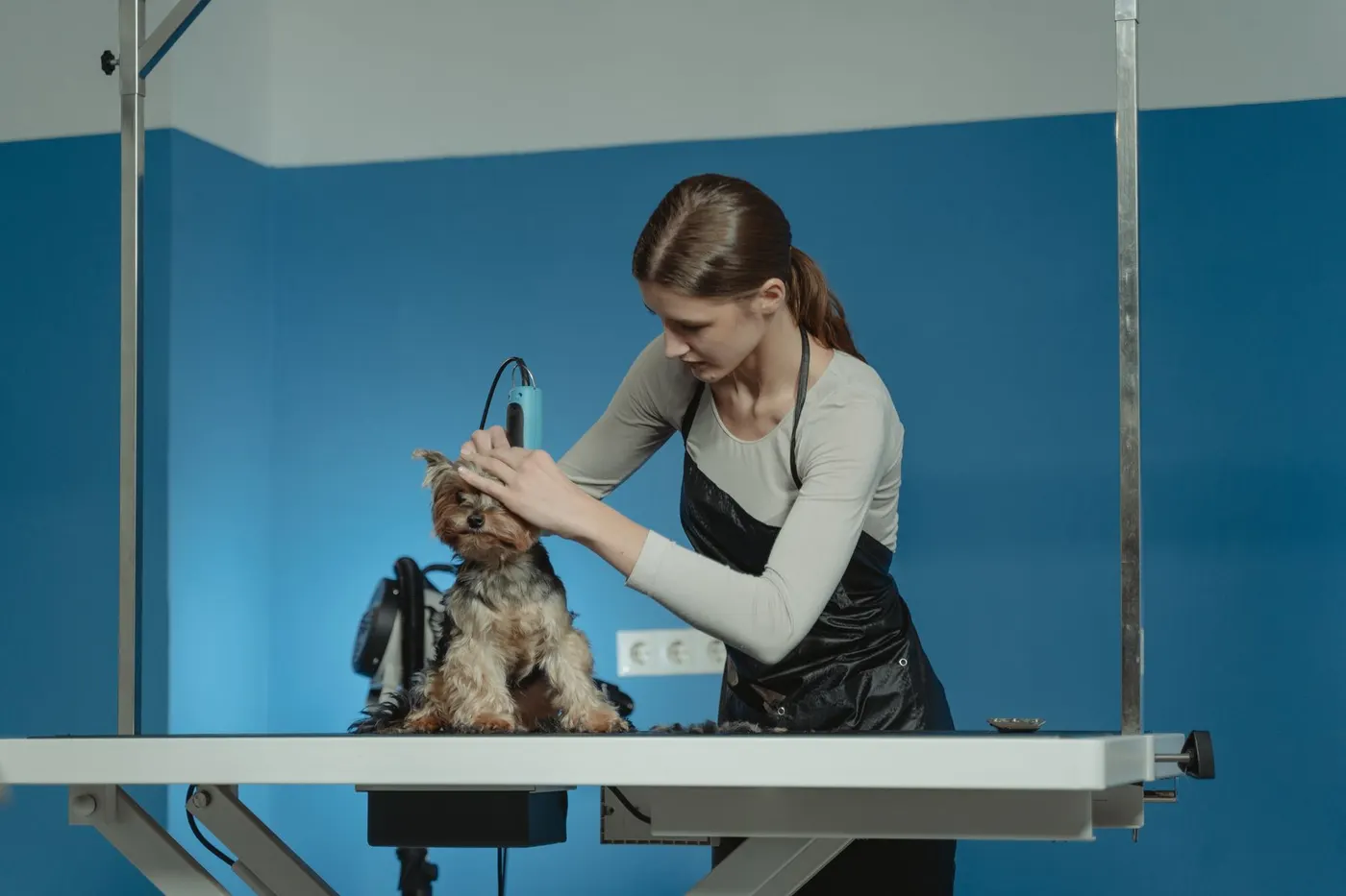 A groomer trimming a Yorkshire terrier on a grooming table