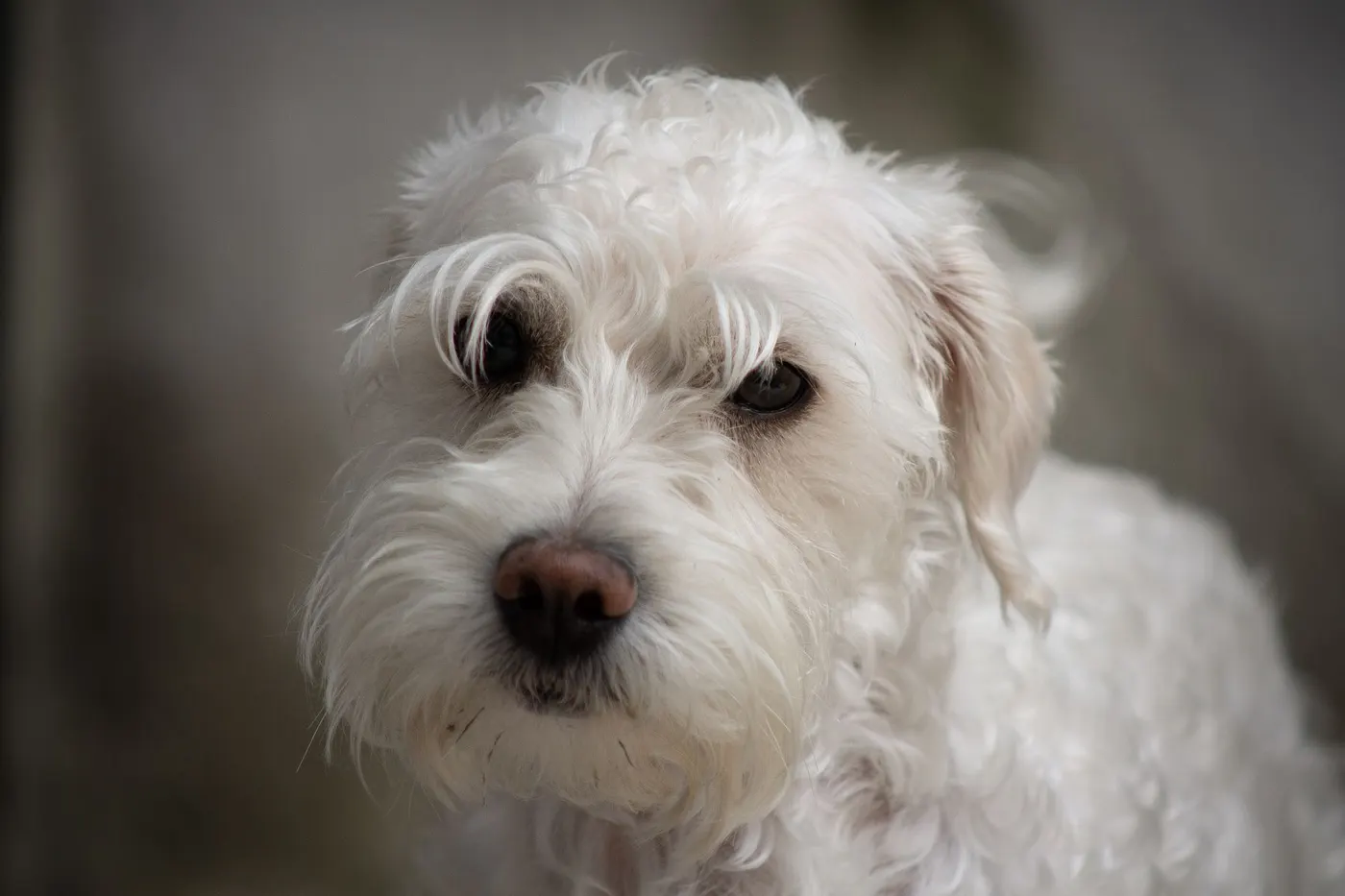 A freshly groomed white dog looking at the camera