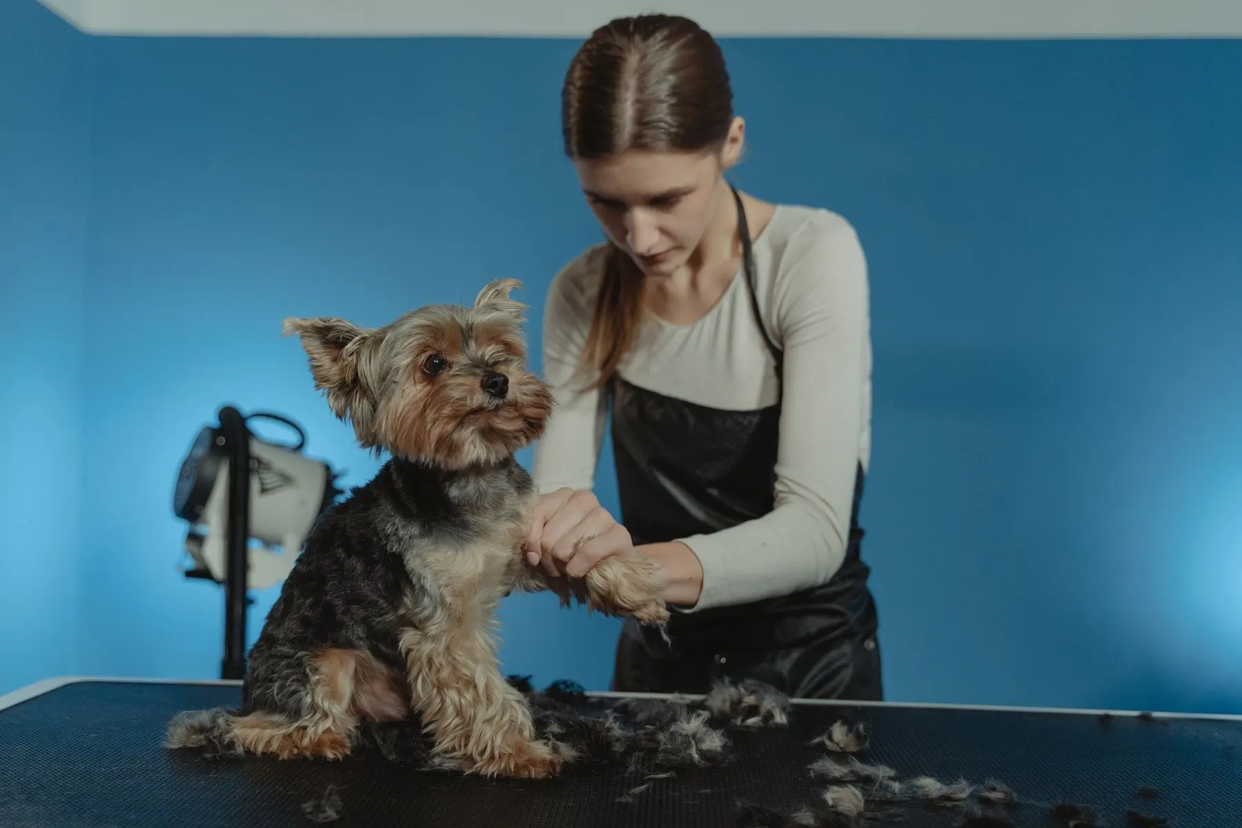 A groomer caring for a Yorkshire terrier on a grooming table