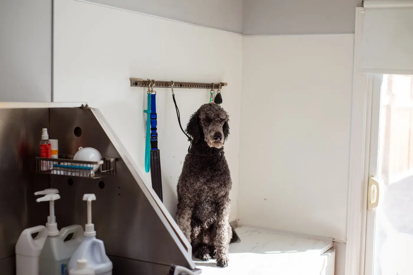 A poodle sitting calmly in a bright grooming salon